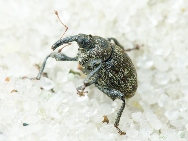 Mogulones abbreviatulus (Fabricius, 1792)